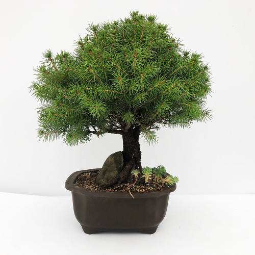 Outdoor Bonsai Tree for Beginners Specimen Bonsai Bonsai Outlet