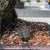 A close-up, high-angle shot focuses on a small, dark grey plastic fertilizer basket anchored into the soil of a bonsai pot. The basket is positioned near the textured, mossy base of a thick bonsai tree trunk. 

The soil consists of a coarse, well-draining mix of small red, white, and brown volcanic rocks. The fertilizer cup, featuring a square mesh grid design for even nutrient release and water flow, is shown with its circular hinged lid flipped open. A sturdy spike at the bottom of the cup secures it firmly into the substrate. 

Bright, natural sunlight casts sharp shadows across the tidy soil surface, highlighting the professional presentation of the tree. This reusable tool is designed to hold slow-release organic pellets, protecting them from birds and pests while ensuring a clean, odor-free feeding process for indoor and outdoor bonsai trees. The background is softly blurred, showing a sunny paved area that suggests an outdoor garden or nursery setting.