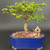 A vibrant bonsai tree with dense green foliage and a thick, textured tan trunk is planted in a glossy, deep blue rectangular ceramic pot. The pot is filled with a mixture of small reddish-brown and tan gravel. To the right of the tree's base sits a small, detailed Chinese figurine of an elderly man resting on a rock. The miniature figure, representing a traditional fisherman, wears a conical straw hat and a white shawl draped over his shoulders. He holds a thin, delicate fishing rod extended over the edge of the pot. The entire composition is set against a solid, dark gray background that highlights the intricate details of the miniature landscape.