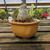 Adenium desert rose with a thick caudex in a yellow glazed pot