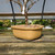 Dormant deciduous bonsai in a shallow yellow glazed pot