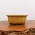 Yellow glazed bonsai pot in a deep ochre mustard hue
