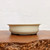 A side-view photo of a shallow, oval cream-colored glazed bonsai pot resting on a rustic wooden platform. The ceramic pot features a smooth, off-white glaze with subtle horizontal texture lines around its body. It has a slightly flared rim and sits on four small, integral feet, with a sliver of unglazed, darker grey-brown clay visible at the base. The pot is positioned in the center of a thick, polished wood slab that has a gnarled, natural-edge front. The background is a clean, minimalist off-white wall, highlighting the pot's simple and elegant design, ideal for a 5-10 inch bonsai tree.