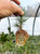 Hand holding a healthy Japanese black pine seedling