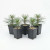 Five Mark Comstock Japanese Black Pine seedling cuttings in small black pots