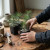 Hands tending young Japanese black pine seedlings
