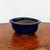 High gloss cobalt blue glazed pot on polished swirling grain wood