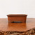 Side view of the small unglazed terracotta pot on a live-edge wood slab