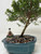 A close-up view of a meticulously groomed bonsai tree with a dense canopy of small, vibrant green leaves. The tree features a single, textured, brownish-gray trunk that leans gracefully to the right. It is planted in a scalloped, teal-glazed ceramic pot filled with a mix of small, multi-colored pebbles in shades of white, black, and brown. 

On the left side of the pot, nestled among the pebbles, is a traditional Chinese mudman figurine of a woman, identified as the "woman with flowering pot" model. The figurine is depicted sitting on a dark, ruffled-edge base, wearing a traditional brown and black robe. She is shown holding a tiny white pot that contains a miniature plant with bright red flowers and green foliage. This decorative mudman figurine adds a sense of scale, culture, and storytelling to the bonsai arrangement. The entire scene is set against a plain, neutral white background, which emphasizes the fine details of the living tree and the hand-crafted figurine.