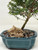 A detailed close-up of a bonsai tree in a scalloped teal ceramic pot, featuring a small "mudman" style grass hut figurine at its base. The bonsai has a slender, textured trunk that leans to the right under a canopy of small, dense green leaves. At the foot of the tree, resting on a bed of multi-colored pebbles, is the featured Chinese figurine—a small, tan ceramic grass hut with a detailed thatched roof and a miniature fence in front. This traditional mudman accessory adds a sense of scale and story to the miniature landscape. The entire composition is set against a clean, white background, emphasizing the delicate details of the bonsai and its decorative miniature hut.