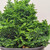 A lush, emerald green Hinoki Cypress 'Kosteri' (Chamaecyparis obtusa) bonsai tree is captured in a detailed close-up shot. The dense foliage is composed of intricate, fan-shaped sprays that overlap to create a thick, feathery texture across its rounded, bushy form. The vibrant green needles and layered branches contrast sharply against the minimalist, off-white background. The tree is planted in a simple, circular black pot, emphasizing its architectural shape and healthy growth, making it a quintessential example of a hardy outdoor bonsai tree.