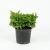 A studio-lit photograph captures a Little Gem Norway Spruce (Picea abies 'Little Gem') pre-bonsai specimen against a seamless white background. This dwarf evergreen conifer is characterized by its dense, mounded growth habit, featuring thick clusters of short, vibrant green needles that give it a lush, bushy appearance. The plant is housed in a simple, weathered black plastic nursery pot, showcasing it as raw material ready for styling, pruning, and training into a mature bonsai tree.