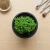 Top-down view of a Little Gem Norway Spruce in early bonsai cultivation