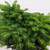 Close-up of a Little Gem Norway Spruce pre-bonsai on a white background