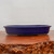 A side view of a shallow, oval-shaped Japanese bonsai pot finished with a deep cobalt blue glaze. The pot’s glossy surface reflects soft light, showcasing its smooth texture and elegant, slightly flared rim. It is perched on a polished, warm-toned reddish-brown wooden display stand, which features a rugged, natural-textured burl edge in the lower foreground. The clean and minimalist backdrop consists of a plain, off-white wall, making the vibrant blue of the ceramic pot stand out as the central piece. This style of glazed bonsai pot is ideal for showcasing various tree species, providing a classic and sophisticated container for bonsai art.