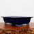 An eye-level, side-angle photograph showcases a shallow, rectangular glazed bonsai pot in a vibrant, glossy cobalt blue. The pot features ornate, decorative feet with a swirling, cloud-like motif. Its upper rim flares slightly outward, creating a graceful silhouette. The pot sits atop a thick, rustic, and irregularly shaped dark wood burl display stand, which has a polished top and a natural, craggy edge. The entire arrangement is set against a plain, light-gray background, which makes the deep blue of the pot and the rich textures of the wood stand pop. This elegant blue bonsai pot is a classic choice for providing a striking color contrast to deciduous or flowering bonsai specimens.
