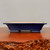 A rectangular glazed bonsai pot in a deep, vibrant cobalt blue sits on a polished reddish-brown wood stand against a neutral gray background. This shallow ceramic pot features a wide, flared rim and four sturdy, blocky feet at the corners. The smooth, glossy blue glaze on the exterior contrasts with the unglazed interior, which reveals the natural light-tan color of the clay body. The pot is captured from a side profile at eye level, emphasizing its clean lines and elegant form. The wooden stand has a textured, live-edge detail visible in the foreground, adding a touch of natural warmth to the composition.