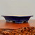 A side-view, eye-level photograph of a shallow, rectangular bonsai pot with a vibrant cobalt blue glazed finish. The pot features a wide, flared rim and four small, elegantly carved feet at its corners. The exterior's glossy glaze has subtle highlights, while the interior is an unglazed, natural tan-colored ceramic. It is displayed on a highly polished reddish-brown wooden burl slab with a rugged, textured live edge in the foreground, set against a plain, neutral-toned background.