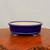 Deep blue glazed oval bonsai pot with a glossy finish