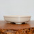 An eye-level, side-view photograph of a rectangular glazed ceramic bonsai pot in a soft cream color. This elegant bonsai container features a classic rectangular shape with rounded corners, a thin lip along the upper rim, and sides that gently curve inward towards the base. The pot is elevated on four small, rectangular feet. The smooth, matte cream glaze offers a neutral and versatile aesthetic for various bonsai styles. It is displayed on a polished, rich brown wooden table with a live-edge front, set against a plain, light-colored backdrop to highlight its minimalist design and clean lines.
