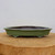 A side-profile photograph features an eleven-inch, olive green glazed ceramic bonsai pot, showcased on a rustic, circular wooden slab. The shallow planter has a sophisticated "mokko" or cloud-shaped design, characterized by its rectangular form with soft, scalloped edges that curve elegantly outward. 

The exterior is coated in a smooth, muted sage green glaze with subtle tonal variations, while the interior is a contrasting dark, unglazed brown. The pot is elevated by four short, decorative "cloud feet" with intricate carved details. The entire setup is positioned against a clean, minimalist off-white background, highlighting the artisanal craftsmanship and earthy aesthetic of the bonsai container.