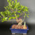 A lush Ginseng Ficus bonsai tree, featuring a thick, light-brown bulbous trunk and textured aerial roots, is planted in a rectangular navy blue glazed ceramic pot. The soil surface is dressed with small, reddish-brown lava rocks. Tucked neatly next to the base of the tree's trunk is a small, five-tiered green and cream glazed Chinese pagoda figurine, serving as a decorative ancient tower that enhances the miniature landscape. The tree has a full canopy of small, oval, glossy green leaves growing from multiple thin branches. A single pink zip tie is visible around the lower part of the trunk near the branches. The entire bonsai arrangement is set against a dark, solid gray background that makes the vibrant greens and the deep blue of the pot stand out.