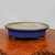 An elegant, shallow, oval-shaped glazed bonsai pot is centered on a polished wood slab against a neutral, off-white background. The pot features a vibrant cobalt blue body with a smooth, glossy finish that catches the light. A thick, rounded rim finished in a dark, metallic bronze-like glaze provides a sophisticated contrast to the bright blue. 

The pot is designed with small, integrated feet that subtly elevate it from the rustic, warm-toned burl wood surface it sits upon. The interior of the ceramic pot is a contrasting light sandy-beige color with a fine, speckled texture, typical of high-quality stoneware. The overall composition emphasizes the clean lines, rich colors, and classic design of the bonsai container, making it a perfect vessel for a well-manicured tree.