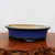 A side-angle view of a shallow, oval glazed bonsai pot in a vibrant cobalt blue color. The pot features a smooth, glossy finish with darker, charcoal-colored highlights around its gently flared rim and along the bottom edge where it meets its small, integrated feet. The interior of the ceramic pot is unglazed, showing a light tan, sandy texture. It sits centered on a polished, dark brown wood base with a rough, natural burl edge. The background is a clean, uniform off-white, which emphasizes the rich color and elegant shape of the bonsai container.
