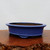 A high-angle studio shot of a shallow, oval-shaped ceramic bonsai pot with a vibrant, glossy cobalt blue glaze. The pot features a clean, minimalist design with a slightly flared rim and is supported by small, decorative wave-like feet. The smooth, lustrous blue finish contrasts with the dark, unglazed interior where the tree would be planted. The pot is displayed on a polished, rich brown wooden surface with a natural, rustic edge, set against a clean, neutral off-white background. This elegant glazed container is a classic choice for a variety of bonsai tree styles, providing a bold splash of color.