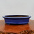 A shallow, oval-shaped bonsai pot featuring a vibrant, deep cobalt blue glaze with a high-gloss finish. The pot’s surface shows subtle, natural mottling in the glaze, adding depth to its rich color. It has a slightly flared, rounded rim and sits on small, integrated feet that provide elevation for drainage and stability. The pot is elegantly displayed on a polished, warm-toned wooden surface with a rustic, carved edge in the foreground, all set against a clean, neutral off-white background. This classic glazed ceramic pot is a professional choice for various bonsai styles, particularly those with complementary leaf or flower colors.