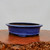 A vibrant, deep-blue glazed ceramic bonsai pot with an oval, shallow design. The pot features a smooth, glossy finish that reflects light, highlighting its rich cobalt hue. It has a slightly flared, rounded rim and sits on small, integrated feet that elevate the base. The pot is positioned on a polished, natural-edged wooden slab, which provides a warm, organic contrast to the sleek, cool blue ceramic. The entire composition is set against a plain, neutral white background, emphasizing the elegant shape and striking color of the pot, making it a sophisticated choice for displaying a variety of bonsai tree styles.