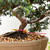 A detailed close-up shot of a "fabulous" Needle Juniper bonsai (item no. 12406) styled by renowned bonsai artist Bjorn Bjorholm. The focus is on the tree's thick, dramatically twisted trunk, which features textured, reddish-brown bark and strong surface roots (nebari) spreading into the soil. 

The bonsai is planted in a shallow, oval-shaped, unglazed brown ceramic pot. The soil surface is covered with a decorative top dressing of small, multicolored pebbles in shades of red, tan, white, and brown. Thin black training wires are visible on the branches, which are covered in dense, vibrant green, needle-like foliage characteristic of the species. 

A red plastic zip-tie tag and a yellow identification label that reads "Needle Juniper Styled By Bjorn" are fastened around the base of the trunk. The tree is set against a clean, neutral off-white background, highlighting the intricate details of its form and the craftsmanship of its styling.