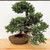A detailed photograph of a Needle Juniper bonsai tree, styled by Bjorn Bjorholm, presented in a shallow, unglazed ceramic pot. The tree features thick, textured brown bark and dense, bright green needle-like foliage arranged in lush, rounded clusters. 

Its form is characterized by a central upright trunk that splits into a large, dense canopy at the top, with several well-defined branch layers on the left and a dramatic, long branch cascading down to the right, almost reaching the level of the pot's base. Visible dark wires are wrapped around several branches, showcasing the meticulous shaping and styling process of the bonsai. 

The tree is planted in a scalloped, flower-shaped brown ceramic pot filled with a topdressing mix of small red, tan, and brown gravel. A red and yellow plastic tag is fastened around the base of the trunk, likely for identification. The entire arrangement sits on a light-toned wooden tabletop against a plain white background, which provides a clean contrast that highlights the tree's intricate structure and vibrant green colors.