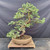 Full reverse-side view of the Needle Juniper bonsai with a slender twisting trunk, layered branches and blue-green needle foliage.