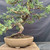 Close view of the lower trunk and base from the reverse side, showing aged bark, surface roots, wired branches and the unglazed ceramic pot.