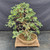 Full view of the Needle Juniper bonsai from a second angle, showing the tree’s height, broad spread and shallow unglazed ceramic pot.