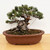 An aged Japanese White Pine (Five-Needle) bonsai tree, characterized by an exceptionally thick, bulbous trunk with deeply textured, plated bark. The tree's dense, tiered canopy of fine green needles is meticulously shaped with copper-colored bonsai wire and thin guy wires to achieve a balanced, wide silhouette. It is planted in a shallow, unglazed oval ceramic pot with a reddish-brown hue, filled with a well-draining granular soil mix. Small deadwood branch stubs, or jin, contribute to its rugged, mature appearance. The bonsai sits atop a light-colored wooden table against a clean white background, showcasing the fine detail of its artistic cultivation.
