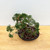 Old Kishu Shimpaku Juniper in a Yixing Ceramic Pot No. 17981