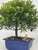 A detailed close-up shows a vibrant, lush bonsai tree with dense, small green leaves and a single sturdy brown trunk. The tree is planted in a glossy, rectangular, deep blue glazed ceramic pot. The surface of the soil inside the pot is covered with a layer of small, light-colored pebbles and gravel. Positioned on the right side of the gravel is a small mudman figurine of a traditional Chinese junk boat, serving as a decorative accent. This figurine is a light tan color with darker brown accents, featuring a prominent ribbed sail and a small sheltered deck area. The plain, light-colored background makes the rich greens of the bonsai foliage and the deep blue of the pot stand out.