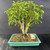 An eye-level, professional photograph of a mature Oriental Ficus (No. 19797) bonsai tree from Bonsai Outlet. The tree is presented against a solid charcoal-grey backdrop, emphasizing its vibrant colors. This multi-trunk bonsai features two primary trunks with textured, light greenish-grey bark that branch out into a dense, rounded canopy of small, glossy, oval-shaped green leaves. A bright pink identification tag is tied around the lower section of the left trunk.

The tree’s surface roots, or nebari, spread outward into a shallow, rectangular ceramic pot finished in a smooth teal glaze. The soil surface consists of a multi-colored gravel substrate featuring small red, black, brown, and beige volcanic rocks. A single, textured light-grey accent rock sits on the right side of the soil near the trunk base. The entire bonsai arrangement rests on a dark, weathered wooden surface.