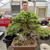 Large styled pine bonsai with a thick gnarled trunk in a greenhouse