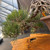 Close-up of the weathered exposed roots on the Japanese Black Pine bonsai