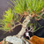 Close-up of the root-over-rock Japanese Black Pine bonsai's tapered trunk