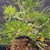 Close-up of green Japanese Black Pine needles and established branches available for continued canopy refinement