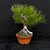 35 year old root-over-rock Japanese Black Pine bonsai in a grow pot