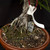 35 Year Old Pot Grown Root Over Rock Japanese Black Pine in a Grow Pot No. 15600