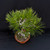 35 year old root-over-rock Japanese Black Pine with pale grey roots