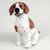Miniature brown and white Pointer figurine seated upright with floppy ears