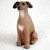 A detailed miniature figurine of an Italian Greyhound dog, specifically designed as a decorative bonsai tree accessory. The hand-painted figurine depicts a slender dog in a graceful sitting posture, looking slightly upward and to the left with an alert yet friendly expression. Its coat is a warm, fawn-brown color with a prominent white patch on its chest and a lighter tan area extending under its long, elegant neck. The figurine captures the breed's distinctive features, including its large, glossy dark eyes with tiny highlights, a small black nose, and characteristic folded "rose" ears. Fine molded details simulate the texture of short fur. This charming miniature is designed to add a touch of personality and scale to a bonsai landscape, fairy garden, or indoor plant display.