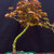 A detailed view of a 10-year-old, non-grafted, seed-grown Japanese Maple (Acer palmatum) bonsai tree. The tree features a slender, graceful trunk with bright green bark and horizontal white lenticels, curving elegantly towards the right. Its canopy consists of fine, palmate leaves in shades of bronze-orange and light green, typical of early spring growth. Visible brown bonsai wire is wrapped around several branches to guide their development. The tree is planted in a shallow, rectangular green training pot filled with a well-draining bonsai soil mix. The entire composition is set against a solid, dark black background, which makes the vibrant colors of the leaves and the bright green of the trunk stand out.